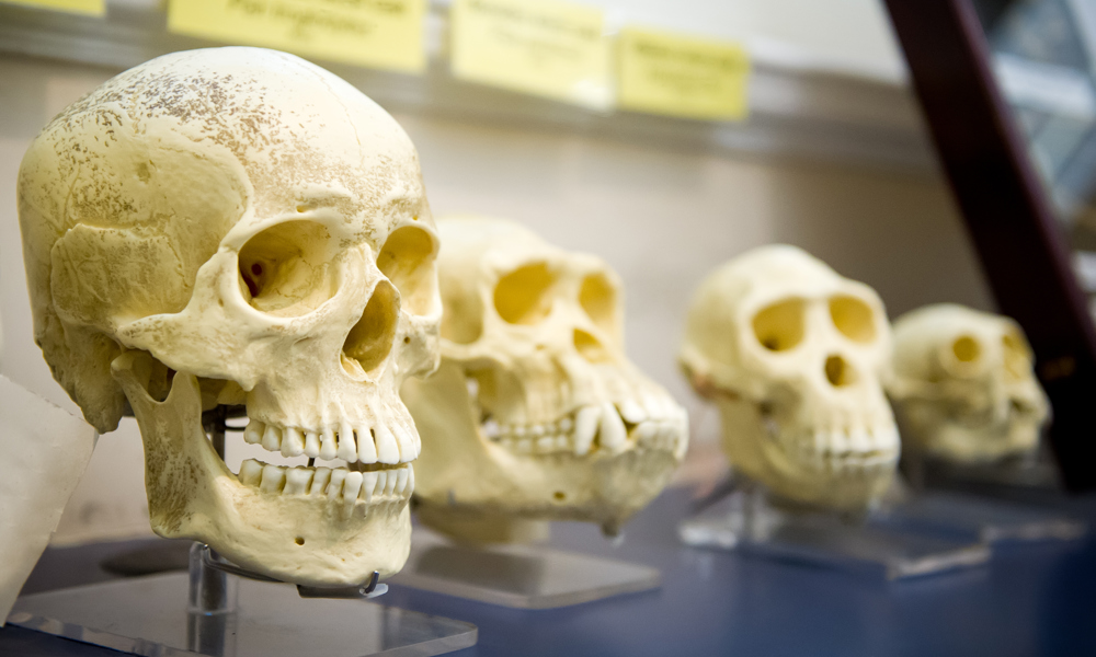 Menneskets oprindelse