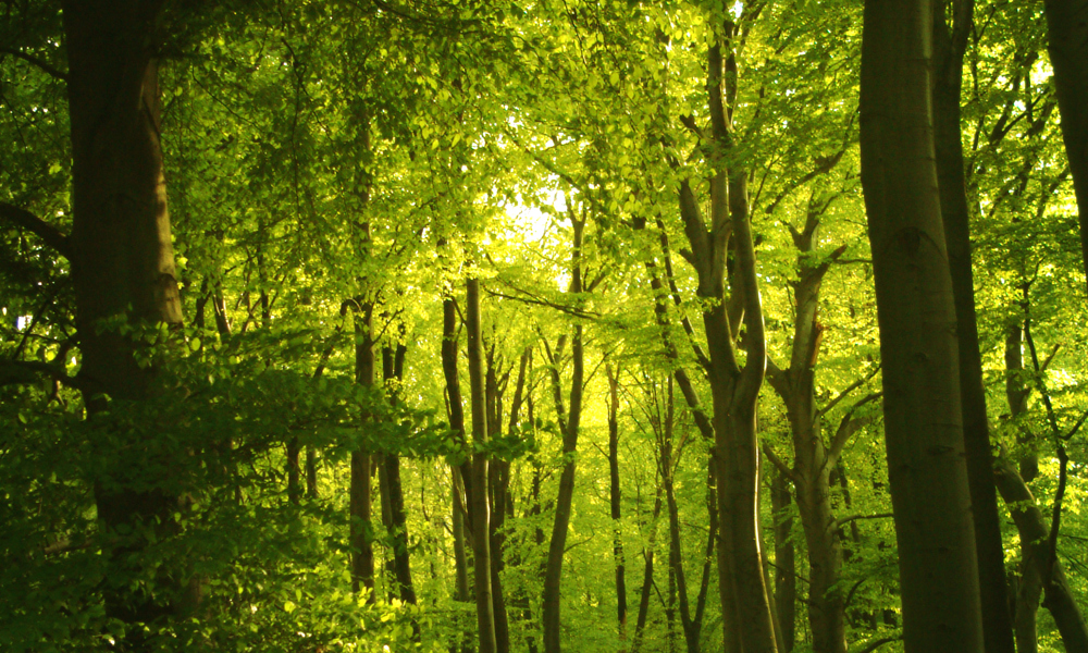 Musikken i naturen - Naturen i musikken!