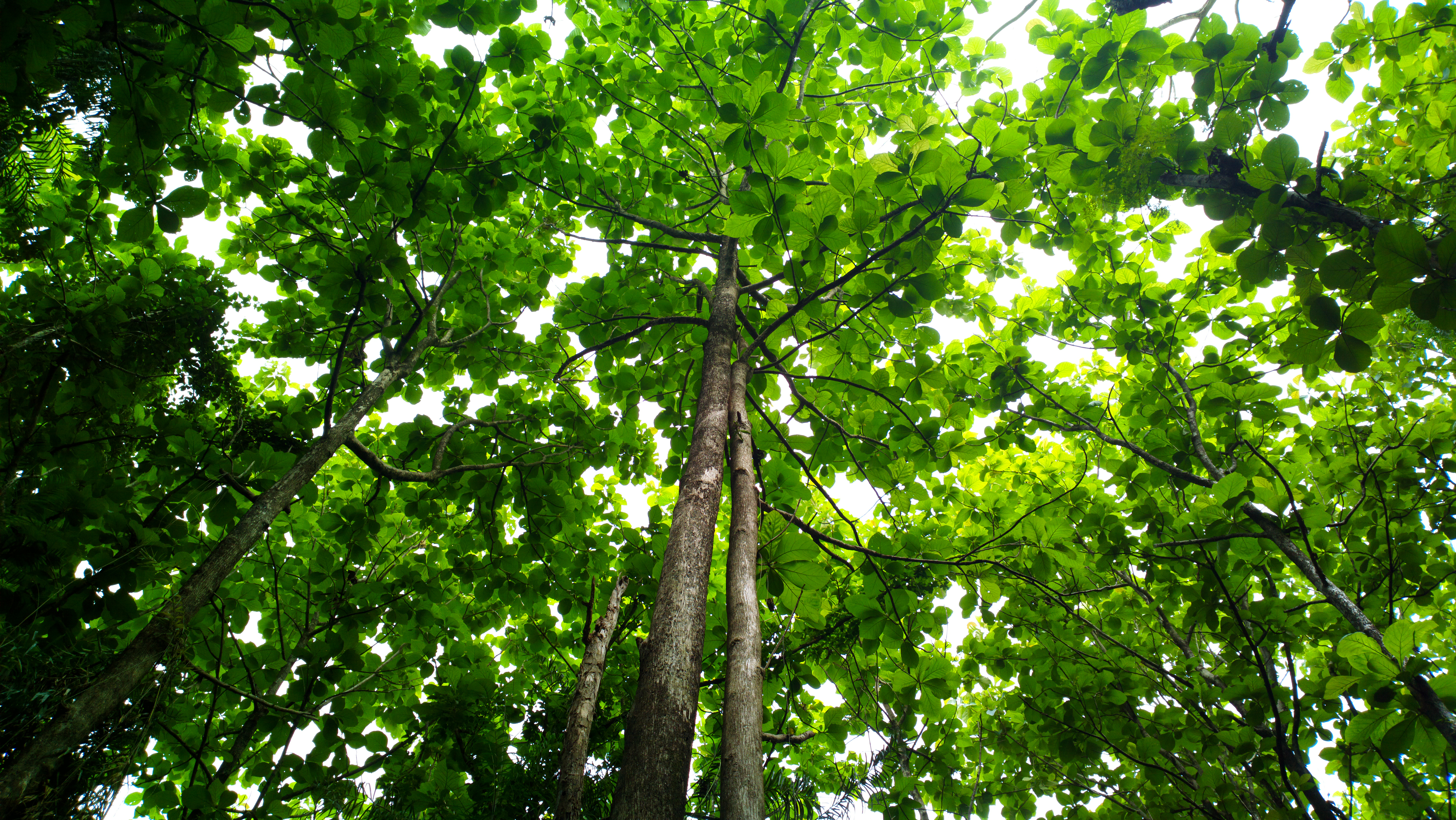 Natur og bevidsthed