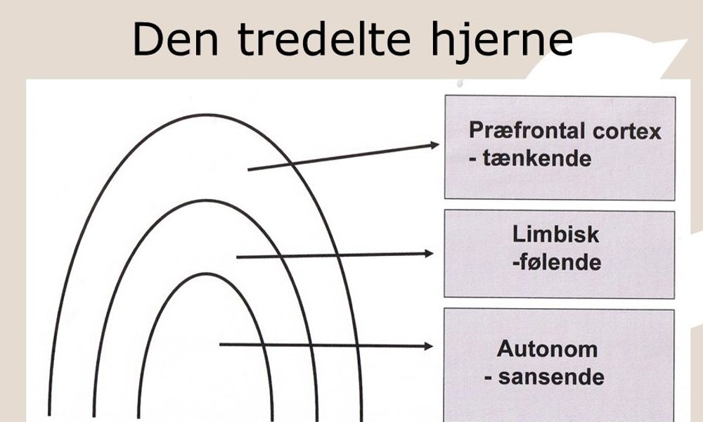 Aflyst Neuroaffektiv viden i relationsarbejde