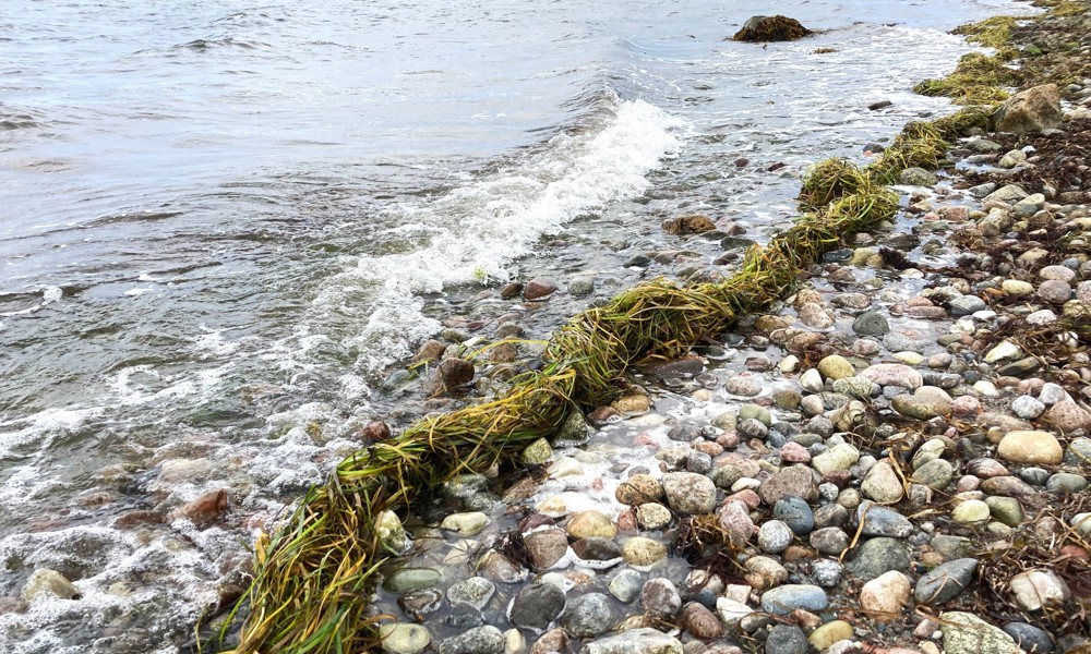 Fremtidens grønne Danmark - Hvor står vi?