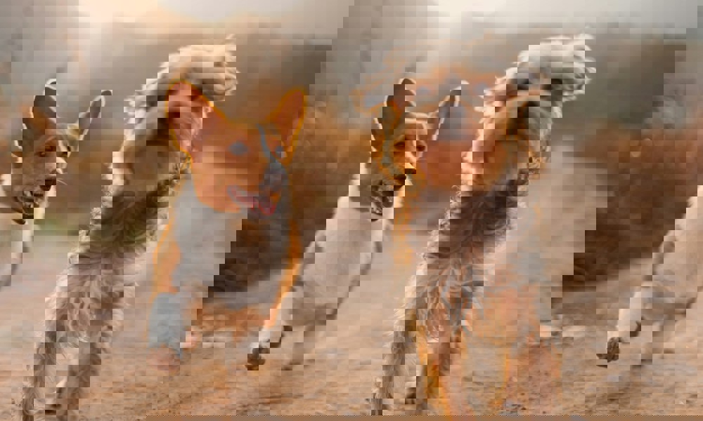 Hunden - Mere end et kæledyr