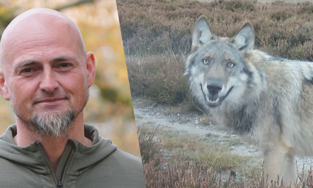 13 år med ulven i Danmark